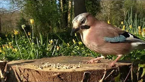 Videos for Cats to Watch  - Forest Birds - Vgel - ...