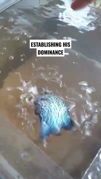 Piranha 4D (jk, it's a Flowerhorn)