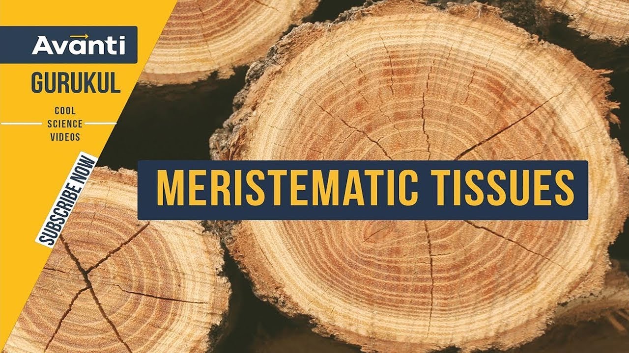 Meristematic meaning in marathi