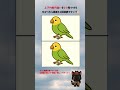 インコの絵の間違い探し【脳トレ】