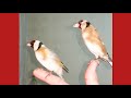 A more than wonderful scene of a tamed goldfinch standing on the hand