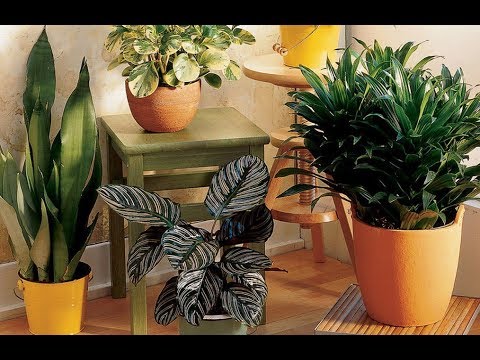Почему ВЯНУТ комнатные растения? Что делать? ОШИБКИ в уходе за домашними цветами и их исправление