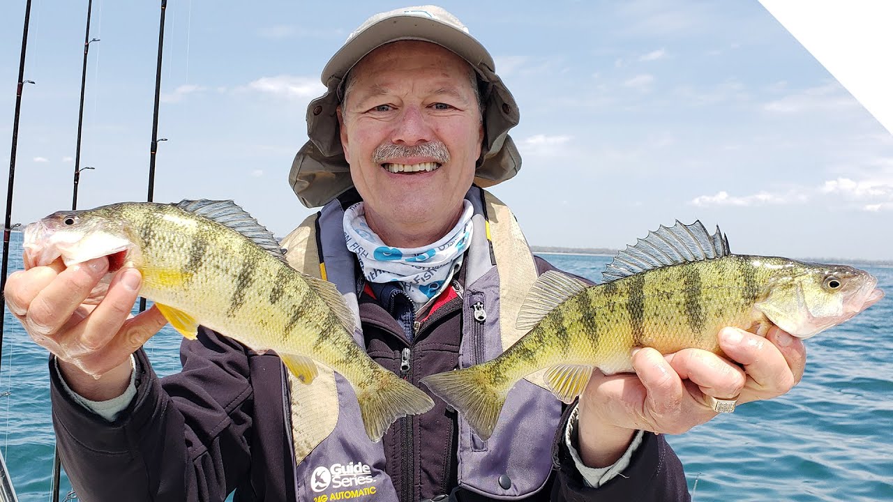 Perch Fishing with Live Minnows YouTube