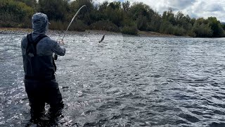 Summer Steelhead On The Swing by Watershed Fly Shop 8,611 views 7 months ago 13 minutes, 51 seconds