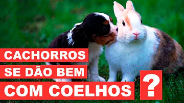 Como fazer o cachorro se acostumar com o coelho?