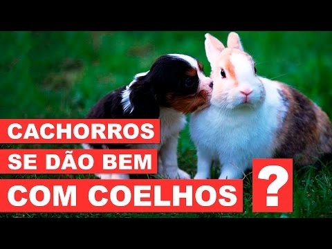 Vídeo: Meu cachorro e meu gato podem viver juntos em paz?