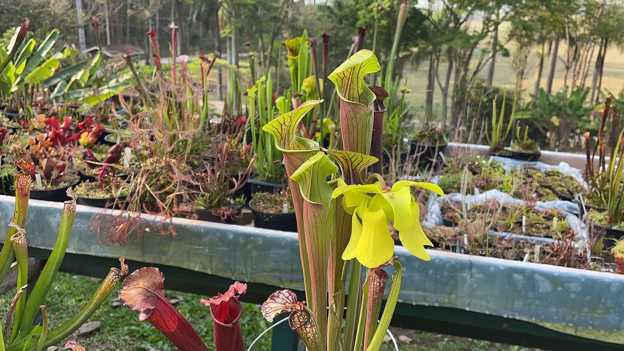 Aula grátis: Como Polinizar Sarracenias