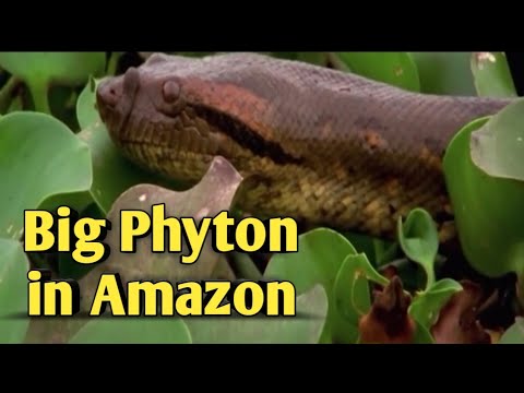 Big Python Snake in the Amazon Swamp
