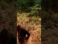 Hunting all types of 3 star animals #20 - Cedar Waxwing
