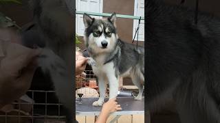 Husky Grooming Session W Hailstorm