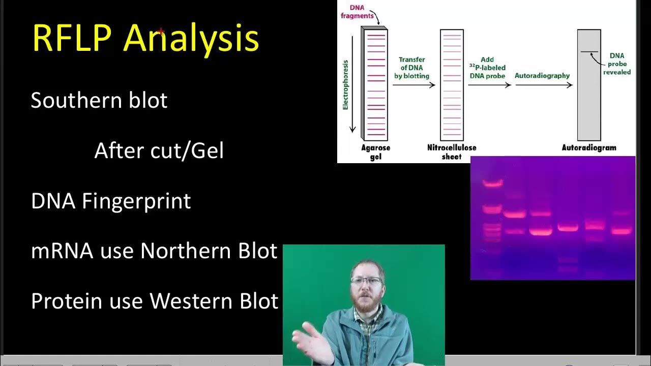 AP Bio Biotechnology Part 2 YouTube