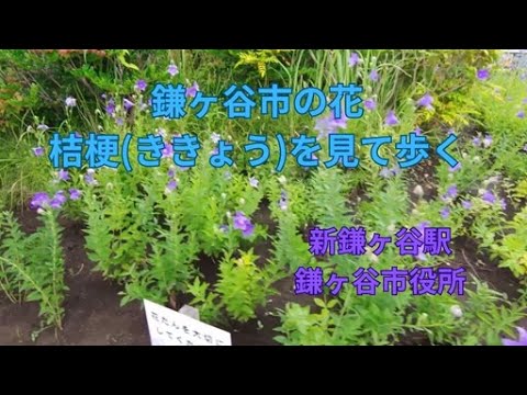 鎌ヶ谷市の花は桔梗(ききょう)-新鎌ヶ谷周辺の花壇を歩いてみる