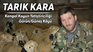 Tarık KARA- Kangal Koyunu Yetiştiriciliği