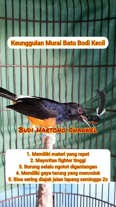 Keunggulan Murai Batu Bodi kecil