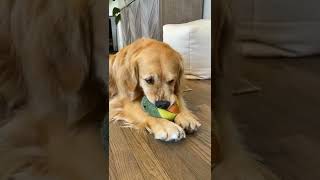 golden retriever dog funny videosshorts trending