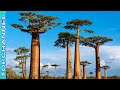 5 Variedades de Adansonia más bellas