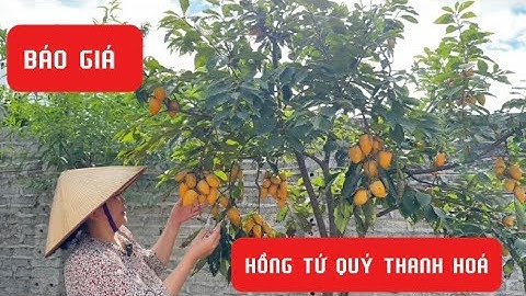 Báo giá HỒNG TỨ QUÝ THANH HOÁ đủ cỡ sẵn quả 0982.456.126 