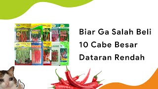 10 Rekomendasi Benih Cabe Besar Dataran Tinggi Musim Kemarau Layak Dicoba