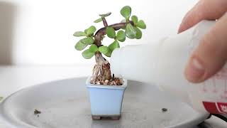 How to make a tiny bonsai, Mame, from a Dwarf Jade cutting!