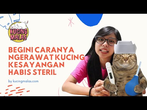 Tips Perawatan Pasca Steril Kucing Jantan dan Betina