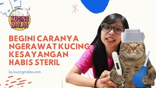 Tips Perawatan Pasca Steril Kucing Jantan dan Betina