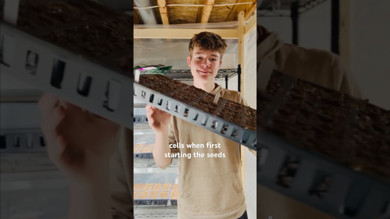 Мой НОВЫЙ подход к выращиванию семян розмарина и лаванды в помещении!