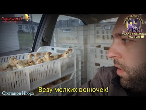 Видео: Бройлеры Везу Маленьких Вонючек!