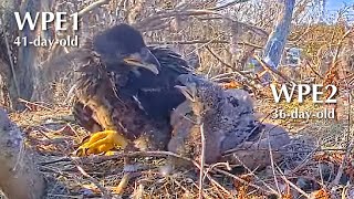 #286🦅🐥41°🐥36°／Winter Park Eagle Nest 2026／Against All Odds:One-Eyed Mom／Wink💗Atlas