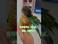 #birds #cute #parrot #conure #pets #반려동물 #반려조 #앵무새 #앵무새브이로그 #김광석 #센치해