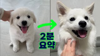 시고르자브종 입양 후 1년간 성장과정