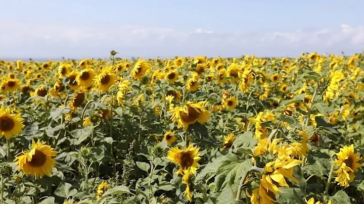 Beautiful Sunflower Fields At Rhossili