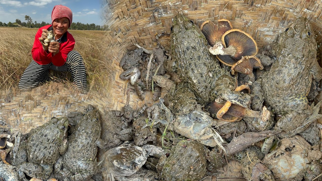 เลาะทุ่งนาหาขุดกบ ขุดเขียดอิโม้ป้าแพงหมานสุดๆ