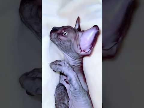 Лысая кошечка Сфинкс страдает больное ушко доктор не может вылечить