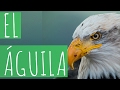 El Águila / Eagle -Muki&amp;Mu