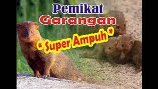 Suara pikat garangan, super ampuh dijamin 101% datang
