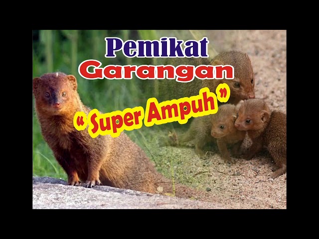 Suara pikat garangan, super ampuh dijamin 101% datang class=