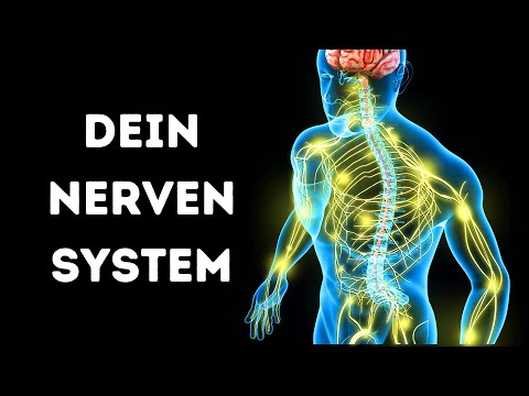 Video: Kopf Und Das Nervensystem Diagramm - Körperkarten