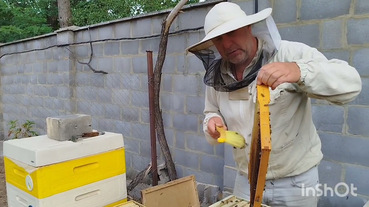 Тонкощі медозбору 2025: стан гнізда і випуск ізольованих маток