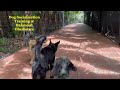 Balanced Obedience Dog and Puppy training specializes in Service Dogs and Puppies.