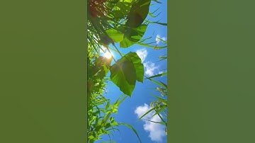 Cách sử dụng camera quay video cực đơn giản. #shortvideo #shotrs