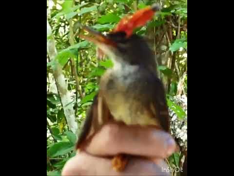 Vídeo: Flycatcher - um pássaro bonito e em miniatura