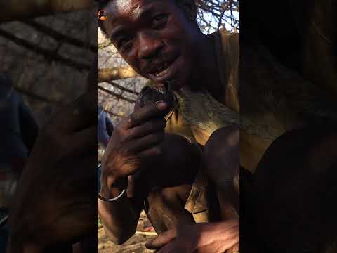 Hadzabe Camp Leader Eats Monkey Brains To Become Wise#shortsfeed #africanlifestyle #hadzabetribe