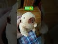 Nokia Xd Nency #funny #trending #cute #nokia #fyp #shorts #viral #jokes