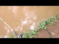 pescando depois da chuva...