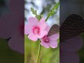Step into a serene riverside moment #nature #butterfly #flowers #leafwhisper #birdsong #meditation