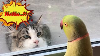 The FUNNIEST Pet Video Of 2024! 😂 | Best Compilation Videos