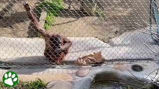 Smart orangutan uses tool to pick up toddler's baby bottle