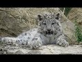 Twycross Zoo Trip - (July 2017) - SNOW LEOPARD CUBS