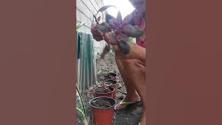 MAGTANOM NAPUD TA  DIReNG DAPITA