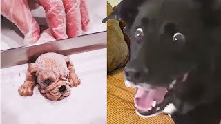 Funny Dog Reaction on Cutting Cake |  Dog Funny Reaction by Funny Animals Compilation 10 views 2 years ago 4 minutes, 7 seconds